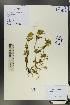  ( - Ge00674)  @11 [ ] CreativeCommons  Attribution Non-Commercial Share-Alike  Unspecified Herbarium of South China Botanical Garden