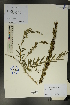  (Buddleja alternifolia - Ge01671)  @11 [ ] CreativeCommons  Attribution Non-Commercial Share-Alike  Unspecified Herbarium of South China Botanical Garden
