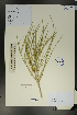  ( - Ge01673)  @11 [ ] CreativeCommons  Attribution Non-Commercial Share-Alike  Unspecified Herbarium of South China Botanical Garden