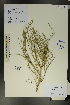  ( - Ge01676)  @11 [ ] CreativeCommons  Attribution Non-Commercial Share-Alike  Unspecified Herbarium of South China Botanical Garden