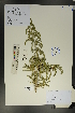  (Sophora - Ge01703)  @11 [ ] CreativeCommons  Attribution Non-Commercial Share-Alike  Unspecified Herbarium of South China Botanical Garden