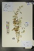  ( - Ge01725)  @11 [ ] CreativeCommons  Attribution Non-Commercial Share-Alike  Unspecified Herbarium of South China Botanical Garden