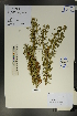  (Caragana bongardiana - Ge01727)  @11 [ ] CreativeCommons  Attribution Non-Commercial Share-Alike  Unspecified Herbarium of South China Botanical Garden
