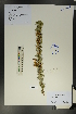 (Caragana pruinosa - Ge01736)  @11 [ ] CreativeCommons  Attribution Non-Commercial Share-Alike  Unspecified Herbarium of South China Botanical Garden