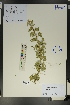  (Caragana acanthophylla - Ge01737)  @11 [ ] CreativeCommons  Attribution Non-Commercial Share-Alike  Unspecified Herbarium of South China Botanical Garden