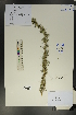  (Caragana roborovskyi - Ge01738)  @11 [ ] CreativeCommons  Attribution Non-Commercial Share-Alike  Unspecified Herbarium of South China Botanical Garden