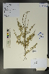  (Caragana opulens - Ge01745)  @11 [ ] CreativeCommons  Attribution Non-Commercial Share-Alike  Unspecified Herbarium of South China Botanical Garden
