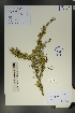  (Caragana microphylla - Ge01748)  @11 [ ] CreativeCommons  Attribution Non-Commercial Share-Alike  Unspecified Herbarium of South China Botanical Garden
