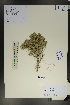  (Caragana tibetica - Ge01765)  @11 [ ] CreativeCommons  Attribution Non-Commercial Share-Alike  Unspecified Herbarium of South China Botanical Garden