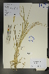  ( - Ge01769)  @11 [ ] CreativeCommons  Attribution Non-Commercial Share-Alike  Unspecified Herbarium of South China Botanical Garden