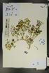  (Zygophyllum mucronatum - Ge01774)  @11 [ ] CreativeCommons  Attribution Non-Commercial Share-Alike  Unspecified Herbarium of South China Botanical Garden