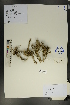  (Potaninia - Ge01781)  @11 [ ] CreativeCommons  Attribution Non-Commercial Share-Alike  Unspecified Herbarium of South China Botanical Garden