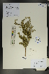  (Tetraena mongolica - Ge01807)  @11 [ ] CreativeCommons  Attribution Non-Commercial Share-Alike  Unspecified Herbarium of South China Botanical Garden
