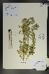 ( - Ge01835)  @11 [ ] CreativeCommons  Attribution Non-Commercial Share-Alike  Unspecified Herbarium of South China Botanical Garden