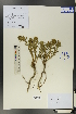  ( - Ge01074)  @11 [ ] CreativeCommons  Attribution Non-Commercial Share-Alike  Unspecified Herbarium of South China Botanical Garden