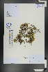  ( - Ge01078)  @11 [ ] CreativeCommons  Attribution Non-Commercial Share-Alike  Unspecified Herbarium of South China Botanical Garden