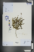  ( - Ge01130)  @11 [ ] CreativeCommons  Attribution Non-Commercial Share-Alike  Unspecified Herbarium of South China Botanical Garden