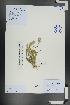  (Eremopyrum distans - Ge01136)  @11 [ ] CreativeCommons  Attribution Non-Commercial Share-Alike  Unspecified Herbarium of South China Botanical Garden