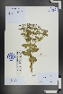  (Euphorbia rapulum - Ge01155)  @11 [ ] CreativeCommons  Attribution Non-Commercial Share-Alike  Unspecified Herbarium of South China Botanical Garden