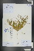  ( - Ge01166)  @11 [ ] CreativeCommons  Attribution Non-Commercial Share-Alike  Unspecified Herbarium of South China Botanical Garden