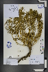  ( - Ge01188)  @11 [ ] CreativeCommons  Attribution Non-Commercial Share-Alike  Unspecified Herbarium of South China Botanical Garden