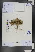  (Astragalus pallasii - Ge01191)  @11 [ ] CreativeCommons  Attribution Non-Commercial Share-Alike  Unspecified Herbarium of South China Botanical Garden