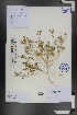  (Astragalus oxyglottis - Ge01218)  @11 [ ] CreativeCommons  Attribution Non-Commercial Share-Alike  Unspecified Herbarium of South China Botanical Garden