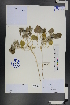  ( - Ge01234)  @11 [ ] CreativeCommons  Attribution Non-Commercial Share-Alike  Unspecified Herbarium of South China Botanical Garden