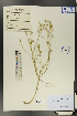 (Linum perenne - Ge01251)  @11 [ ] CreativeCommons  Attribution Non-Commercial Share-Alike  Unspecified Herbarium of South China Botanical Garden