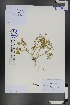  (Zygophyllum pterocarpum - Ge01258)  @11 [ ] CreativeCommons  Attribution Non-Commercial Share-Alike  Unspecified Herbarium of South China Botanical Garden