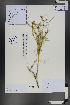  ( - Ge01260)  @11 [ ] CreativeCommons  Attribution Non-Commercial Share-Alike  Unspecified Herbarium of South China Botanical Garden