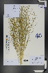  (Eremosparton - Ge01270)  @11 [ ] CreativeCommons  Attribution Non-Commercial Share-Alike  Unspecified Herbarium of South China Botanical Garden