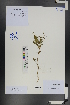  ( - Ge01272)  @11 [ ] CreativeCommons  Attribution Non-Commercial Share-Alike  Unspecified Herbarium of South China Botanical Garden