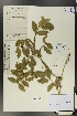  (Cotoneaster multiflorus - Ge01298)  @11 [ ] CreativeCommons  Attribution Non-Commercial Share-Alike  Unspecified Herbarium of South China Botanical Garden