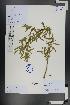  (Apocynum venetum - Ge01324)  @11 [ ] CreativeCommons  Attribution Non-Commercial Share-Alike  Unspecified Herbarium of South China Botanical Garden