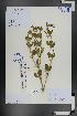  (Zygophyllum fabago - Ge01332)  @11 [ ] CreativeCommons  Attribution Non-Commercial Share-Alike  Unspecified Herbarium of South China Botanical Garden
