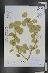  (Populus pruinosa - Ge01393)  @11 [ ] CreativeCommons  Attribution Non-Commercial Share-Alike  Unspecified Herbarium of South China Botanical Garden
