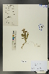  ( - Ge00707)  @11 [ ] CreativeCommons  Attribution Non-Commercial Share-Alike  Unspecified Herbarium of South China Botanical Garden