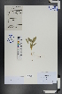  ( - Ge00717)  @11 [ ] CreativeCommons  Attribution Non-Commercial Share-Alike  Unspecified Herbarium of South China Botanical Garden