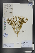  ( - Ge00735)  @11 [ ] CreativeCommons  Attribution Non-Commercial Share-Alike  Unspecified Herbarium of South China Botanical Garden