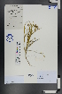  ( - Ge00744)  @11 [ ] CreativeCommons  Attribution Non-Commercial Share-Alike  Unspecified Herbarium of South China Botanical Garden