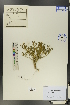  (Zygophyllum melongena - Ge00790)  @11 [ ] CreativeCommons  Attribution Non-Commercial Share-Alike  Unspecified Herbarium of South China Botanical Garden