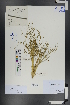  ( - Ge00796)  @11 [ ] CreativeCommons  Attribution Non-Commercial Share-Alike  Unspecified Herbarium of South China Botanical Garden