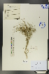  ( - Ge00797)  @11 [ ] CreativeCommons  Attribution Non-Commercial Share-Alike  Unspecified Herbarium of South China Botanical Garden