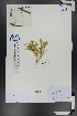  ( - Ge00809)  @11 [ ] CreativeCommons  Attribution Non-Commercial Share-Alike  Unspecified Herbarium of South China Botanical Garden