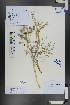  ( - Ge00847)  @11 [ ] CreativeCommons  Attribution Non-Commercial Share-Alike  Unspecified Herbarium of South China Botanical Garden
