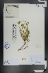  ( - Ge00935)  @11 [ ] CreativeCommons  Attribution Non-Commercial Share-Alike  Unspecified Herbarium of South China Botanical Garden