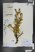  ( - Ge01033)  @11 [ ] CreativeCommons  Attribution Non-Commercial Share-Alike  Unspecified Herbarium of South China Botanical Garden