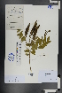  ( - Ge01051)  @11 [ ] CreativeCommons  Attribution Non-Commercial Share-Alike  Unspecified Herbarium of South China Botanical Garden
