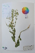  ( - Ge01604)  @11 [ ] CreativeCommons  Attribution Non-Commercial Share-Alike  Unspecified Herbarium of Xinjiang Institute of ecology and geography Chinese Academy of Sciences